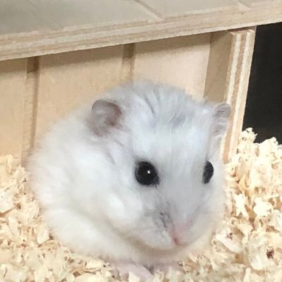 mayured3's profile picture. 