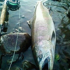 釣り好き