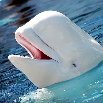 ベルーガ Beluga Jump Twitter ベルーガ Beluga Jump Twitter