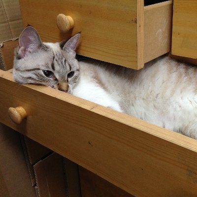 swift5_learner's profile picture. 私がなぜプログラミングを学ぶのか？に対する考察 1. 単純に興味があるから 2. 自分の専門分野とシナジーを生み出したいから 3. 生き抜くスキルを身につけたいから 4. 常に成長を実感できるから