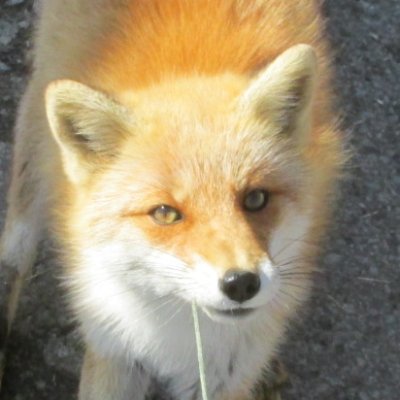 北海道移住、薄ヲタ、珍・B級スポ、猫、稲荷、グルメ、史料館、ベタな観光地、廃墟、楽し不思議?
噛まないので気軽にリプって下さいw
フォロバする方針です、よろしくコヤン🦊
※必要な場合は撮影許可取ってます
※土日祝はだいたいtwitterお休み