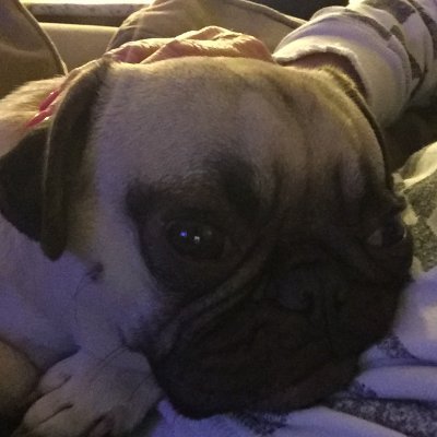 UnitePugs Profile Picture