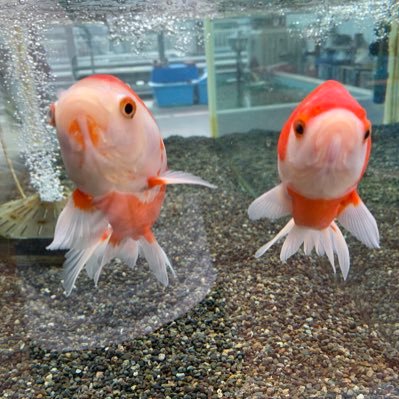 西武池袋本店9f屋上フィッシュショップ Seibufish Twitter 西武池袋本店9f屋上フィッシュショップ Seibufish Twitter