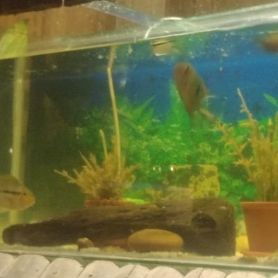 jsiqueda15's profile picture. me encanta disfrutar la naturaleza, la música, el arte, viajar y servir a mis semejantes