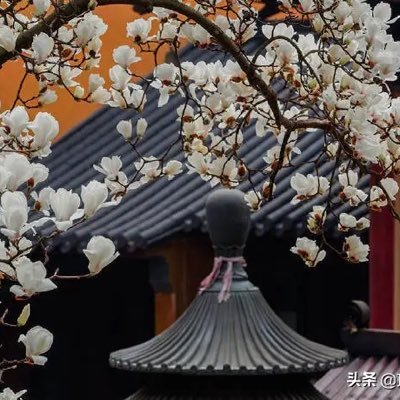 Yangchunlong5's profile picture. 太平洋的风