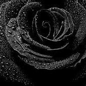 AmberCo65754959's profile picture. Observer pour mieux comprendre.