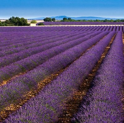 jajtjaJtmjmj's profile picture. 取引用。終了後削除