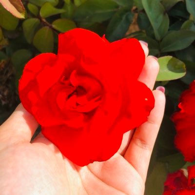 AlcantarayMads's profile picture. 