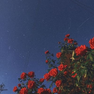 jxnlyy's profile picture.