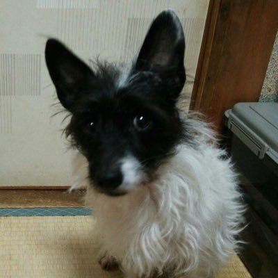 座敷童犬 親玉 犬連れ旅、おカメラ大好き、トイガン大好き、コーヒー大好き 『無い物は自分で作る』精神で頑張ってます。よろしく!