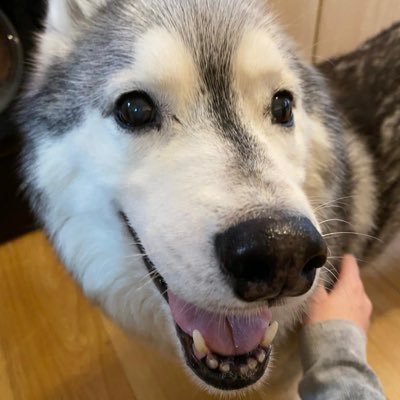 PlayinWitDreams's profile picture. Five Time Undefeated Rush FT Champion.