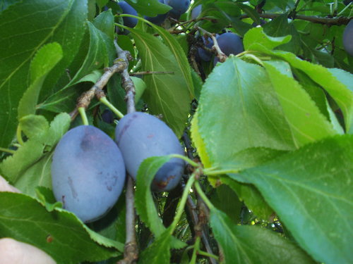 CommOrchard's profile picture. COWS grows a free source of local fruit for volunteers, SSC Food Pantry & food security programs 
while providing a venue for education and community gathering.