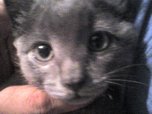 circovirus's profile picture. 