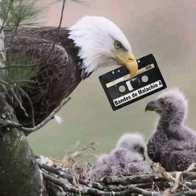 AmliaAlicia1's profile picture. ce que ce n'est pas moi qui vis mais c'est Christ qui vit en moi