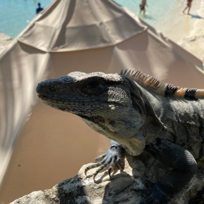 MexPacomex's profile picture. 