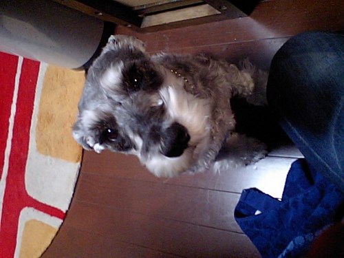 fu_fufufu's profile picture. ワンコ、ロードバイク