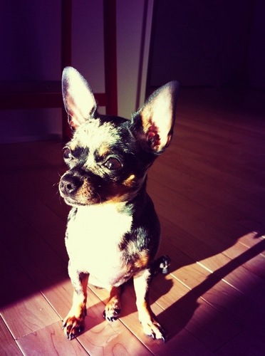 RintinPup's profile picture. 26 Lettaz In Da Alphabet