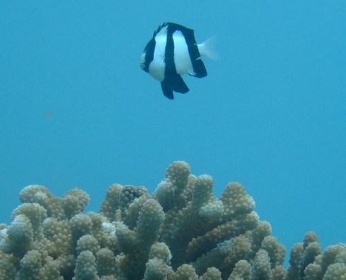 masaont's profile picture. 何かを学ぶこと、手を動かして作ることが好きなひと。世の中を少しでもアップデートしたいと奮闘中。資格収集。