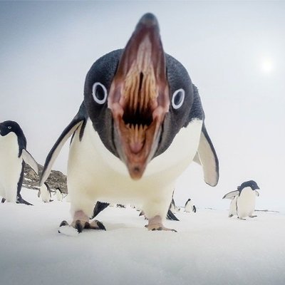 penguinstudios4's profile picture. Penguin studies