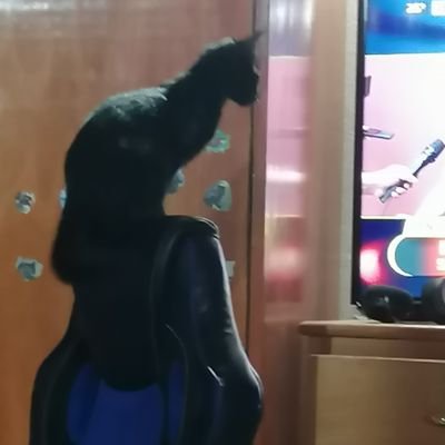Olimpista a muerte en las buenas y en las malas, enamorada de mi hijo isaias.Doki luna y 13 gatos