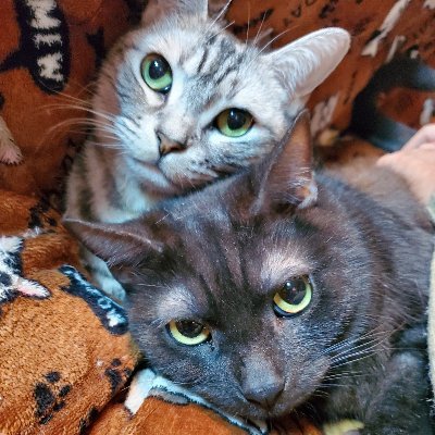 9にゃんずと暮らしています♪
(♂︎すず・秋人・冬弥・ココア)
(♀︎わかめ・オセロ・花・春日・夏生)
お猫様の写真や動画&たまに日常のつぶやき😁
無言フォロー失礼します&歓迎♪
よろしくお願いします🥰
