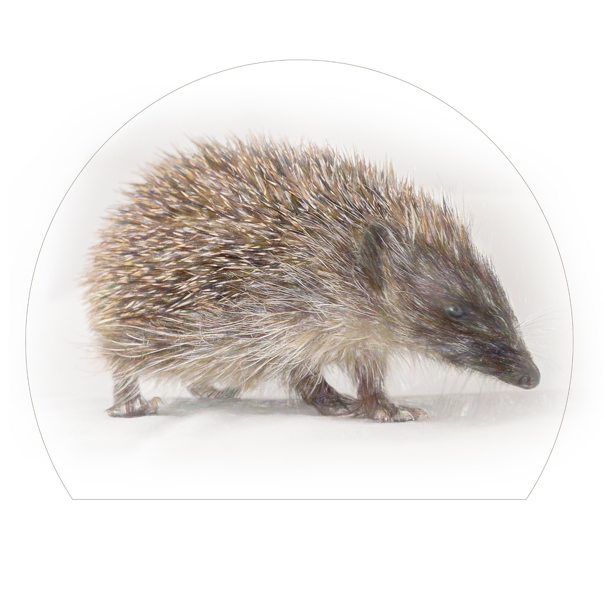 Pickering Hedgehog Rescue, helping to save wild hedgehogs.  
Member of the British Hedgehog Preservation Society.