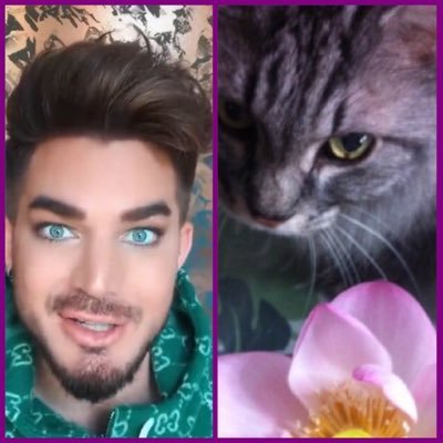 ⭐️adamlambert⭐️Hawaiian Music ⭐️ 旅行⭐️🐕🐈⭐️ Tokyo Yomiuri Giants ⭐️⭐️🌴Tropical Islans🌴🏝️⭐️⭐️🔥Glambert🔥⭐️⭐️