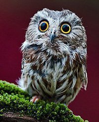 rustyhammer42's profile picture. 