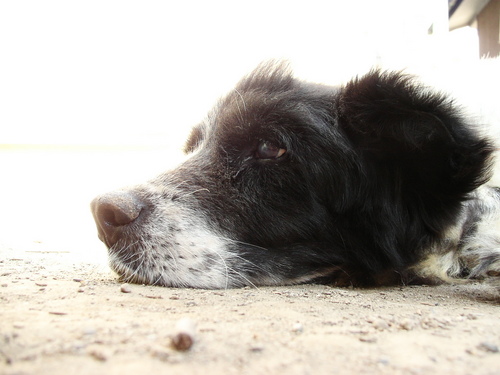 イーシハライテッド