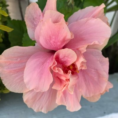 pamcad0131's profile picture. Inteligencia