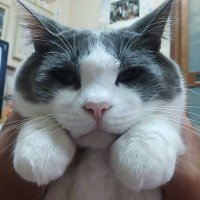 猫派🐱るんるん④🐾選挙へ行こう (@gmykbmgognj1xz2) Twitter profile photo