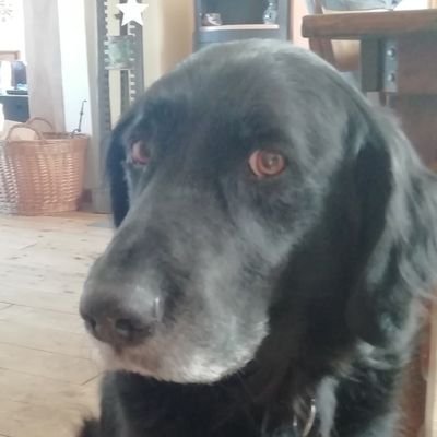 Kuestengewaechs's profile picture. Klimaaktivistin, liebe das Meer ❤️, lebe am Meer ❤️ Wahlostfriesin,
 'bildet Banden'
#LeaveNoOneBehind #endegelaende