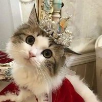 hehe (@_princesshadow_) 's Twitter Profile