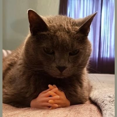 dollynho_pradf's profile picture. eae