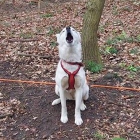 Animal fan, Siberian Husky, mushing, canicross, kickbike, mountainbike #uglydog