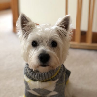 Clover090836119's profile picture. Westie mom, Orange fan, Niagara mom, Tebow lovin lady with too much sass in her glass