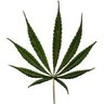 Sonsofsativa's profile picture. 