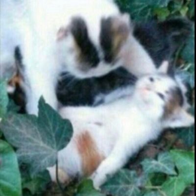 pingbickle's profile picture. 24 years gay