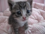 I love cats...what can I say? They are just too adorable for words...pictures tell it all.
Check out the articles and cute pics on http://t.co/iuC9h7jdGo