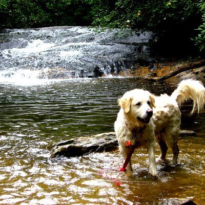 BreakfastPond's profile picture. Dogs Music Books Write Biden-Harris Harris-Walz 2024🌻