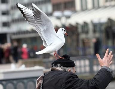 ipirogi_ru's profile picture. Бодр и весел