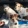 3NC_Jacks's profile picture. Jack Fact: 3 NC_Jacks were made up of two Parson Jacks & a Puddin' Jack! Roxy, Gigi & Willy. RIP: Roxy & GiGi! Member of #theaviators #BOL