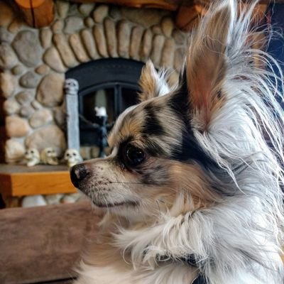 DasHaus10's profile picture. American Chef by sun
Trader by snow