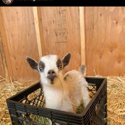 Steelhawk12334's profile picture. rip 2018 😒