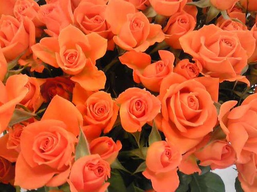 ishi84's profile picture. おくすり関係の仕事をしている会社員。臨床開発モニター→安全管理PV/DS。転職4回。キャリアの行き詰まりに直面。