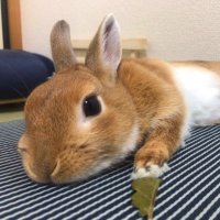 パンダ系男子 (@pandakeida) 's Twitter Profile