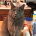 Gregg (@tommythecat4all) Twitter profile photo Gregg (@tommythecat4all) Twitter profile photo
