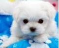 슴살/강아지/아이폰/스마트폰/음악/영화/샤갈/만화책/아메리카노/초콜렛 내가 좋아하는♥ // 팔로우로 친해져요 _
광고성팔로잉는 사절이에요!