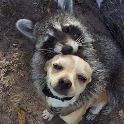 Bossmoy's profile picture. hi i like eating food and pooping sometimes