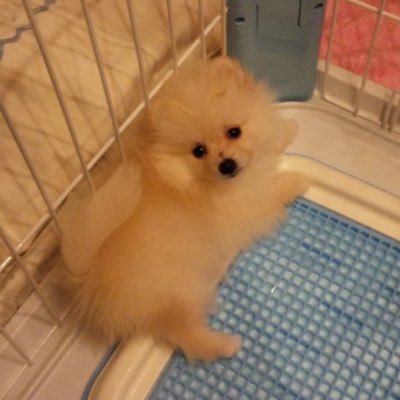 ポメラニアンlulu 題名 カーテンをかぶる犬 注釈 虐待ではありません 全ては彼の自らの意志です ポメラニアンlulu 題名 カーテンをかぶる犬 注釈 虐待ではありません 全ては彼の自らの意志です